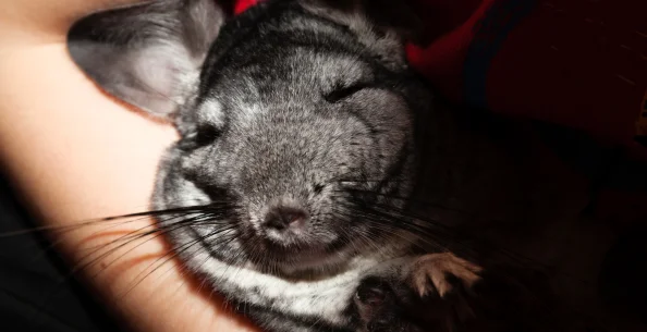 Как выбрать песок для шиншилл?