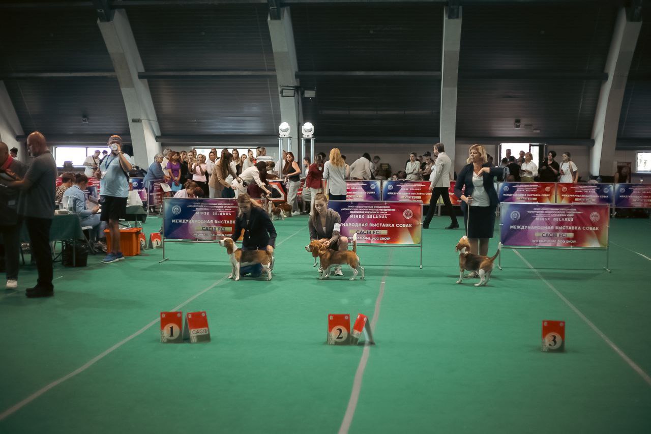 Международная выставка собак CACIB-2025