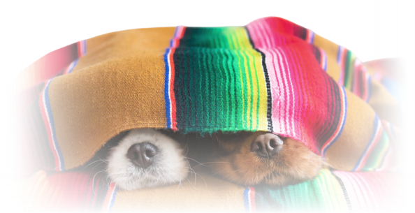 Top 9 essentials for a puppy