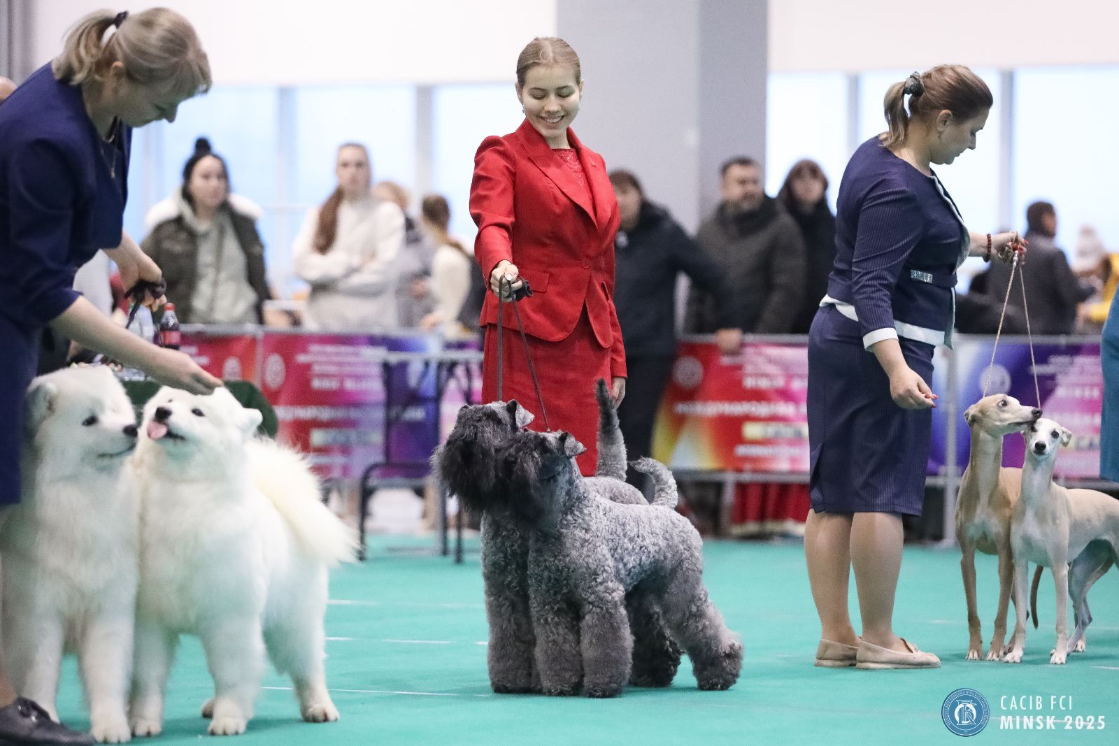 Международная выставка собак CACIB-2025 в ноябре