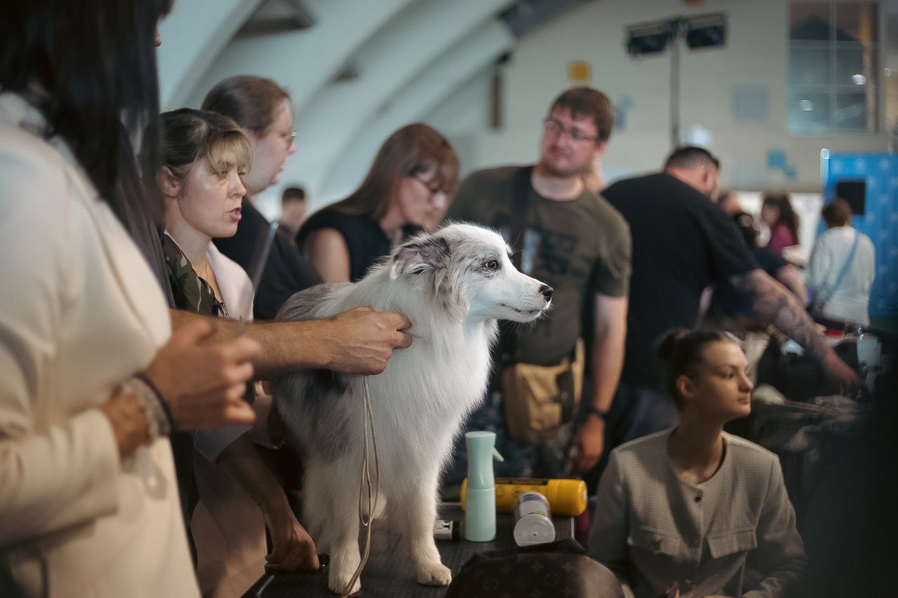 Международная выставка собак CACIB-2025