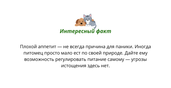 Как домашние питомцы выбирают корм?