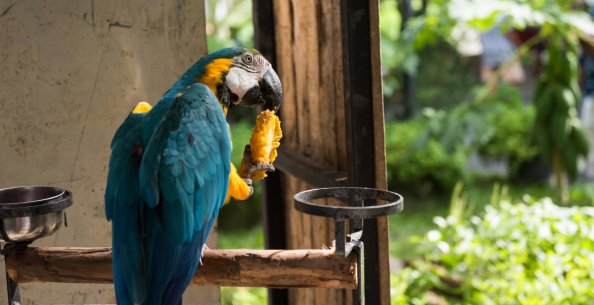 Почему попугай дрожит?