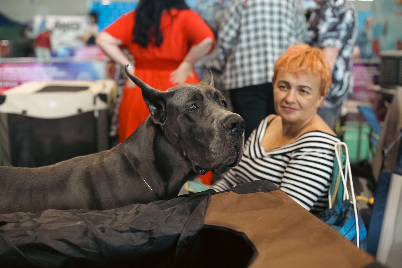 Собаки на ринге 7 сентября